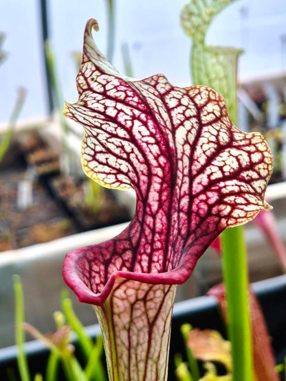 Sarracenia Crown of Thorns cultivé en pot, plante carnivore en Sologne