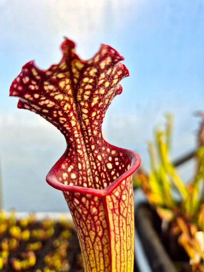 Sarracenia "Solven" (CDS164)