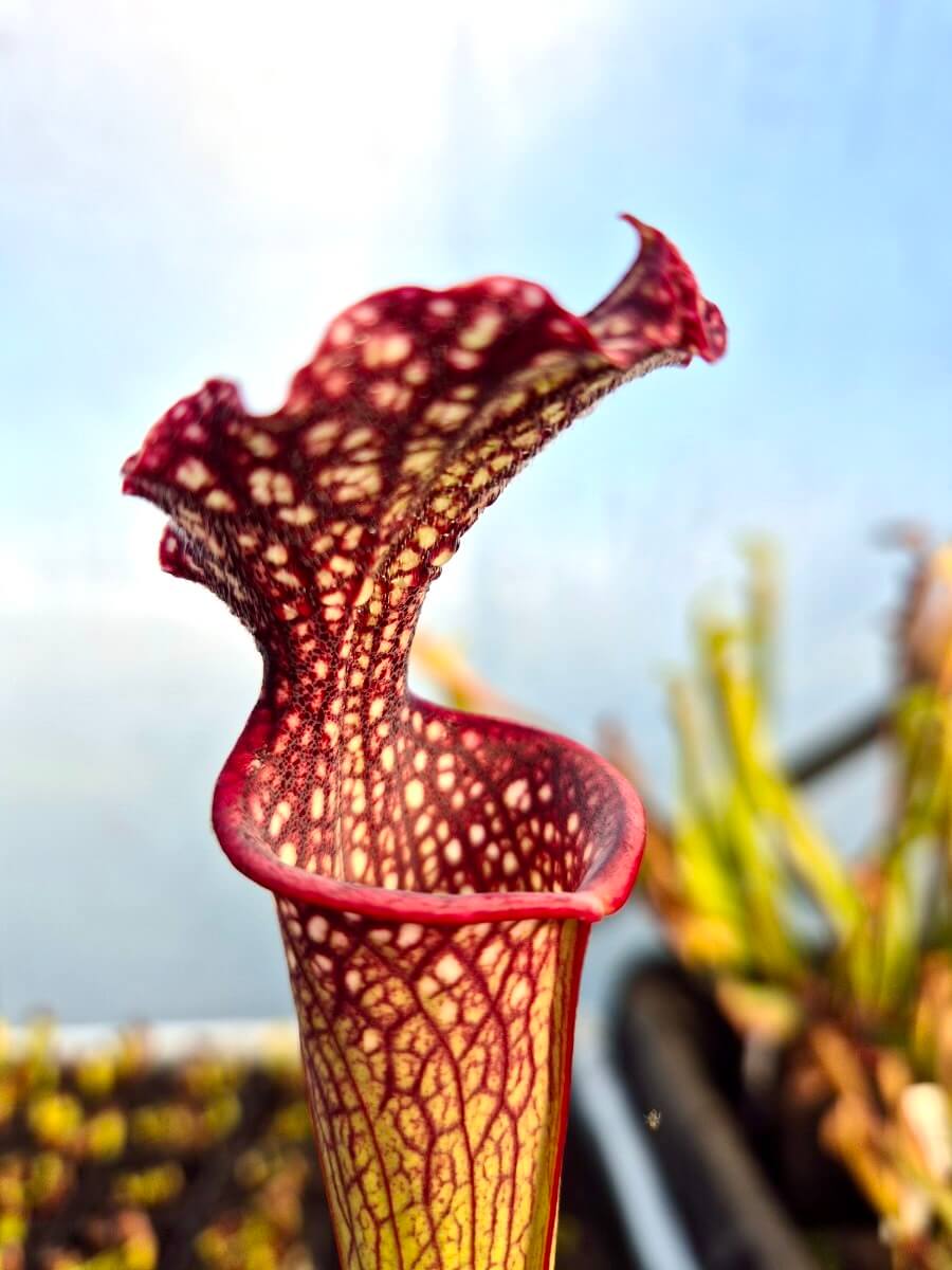 Sarracenia "Solven" (CDS164)