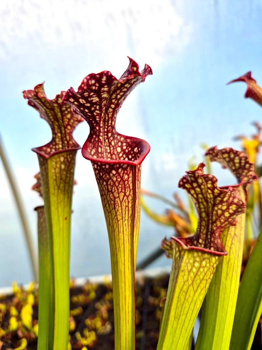 Sarracenia "Solven" (CDS164)