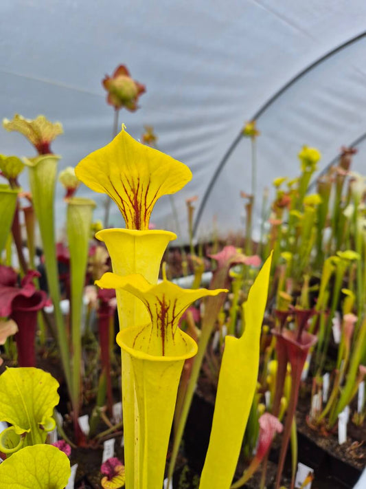 Sarracenia Goldie, urne dorée éclatante, Sarracenia rare de collection