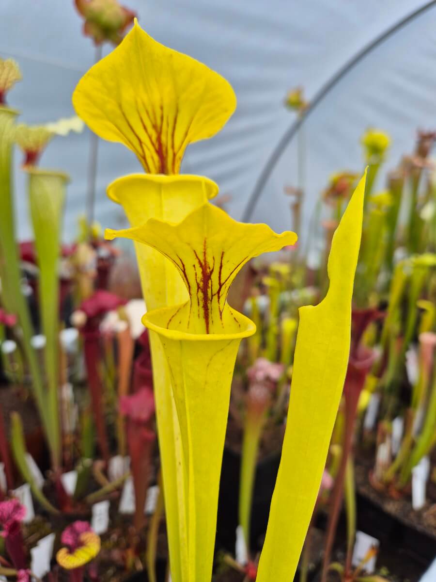 Sarracenia Goldie, détail des teintes dorées de l'urne