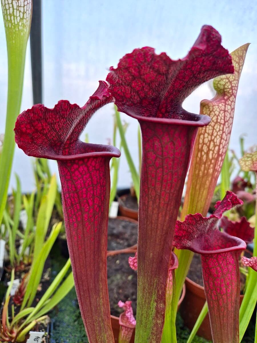 Sarracenia 'Juthatip Soper' urnes veloutées rose bonbon