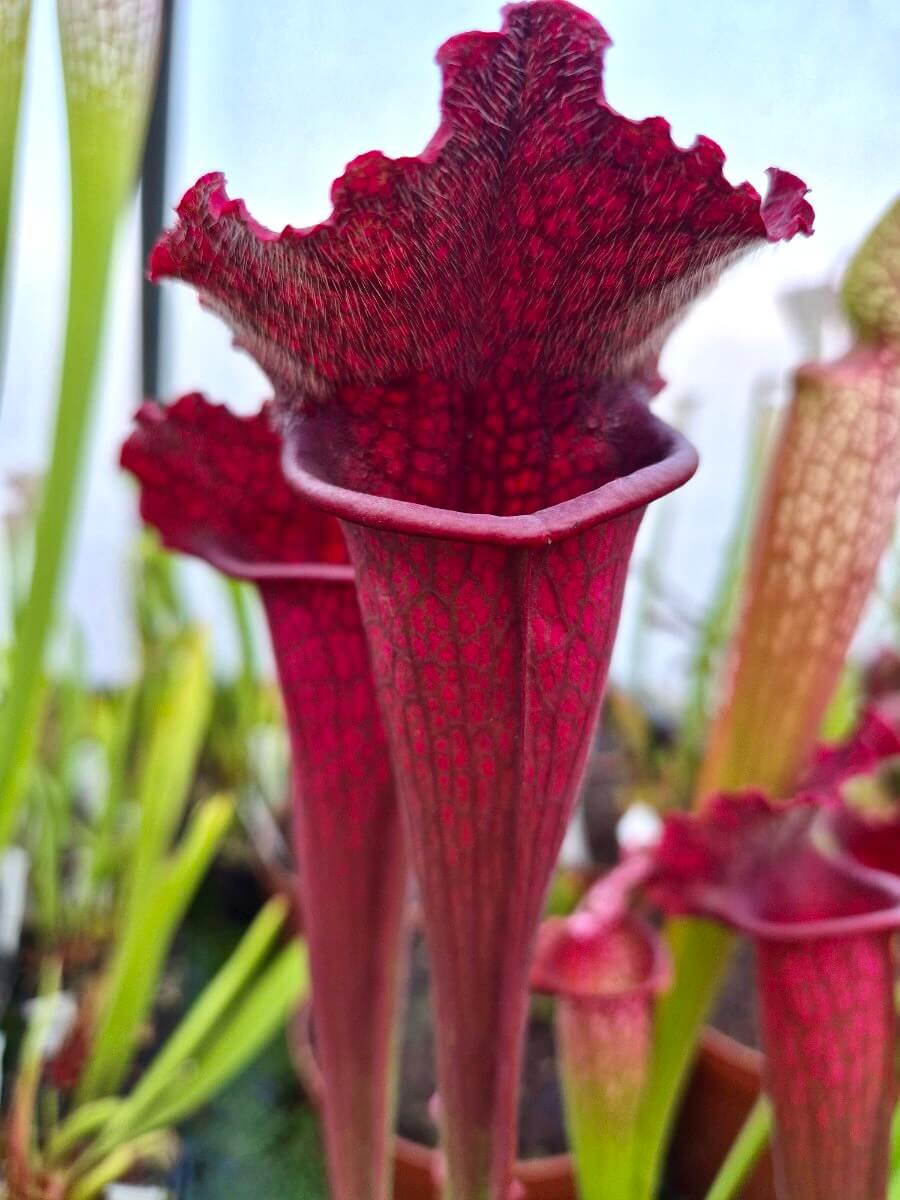 Sarracenia 'Juthatip Soper' dans son pot