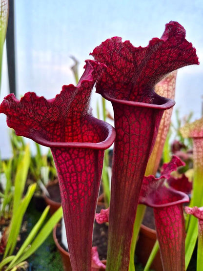Sarracenia 'Juthatip Soper' à la pépinière Carnivore de Sologne