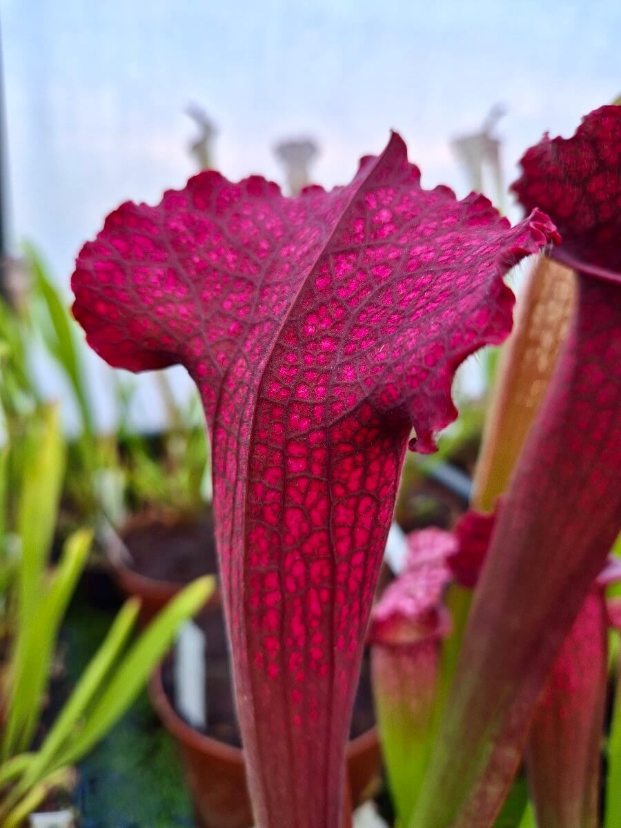 Sarracenia 'Juthatip Soper' gros plan sur les urnes