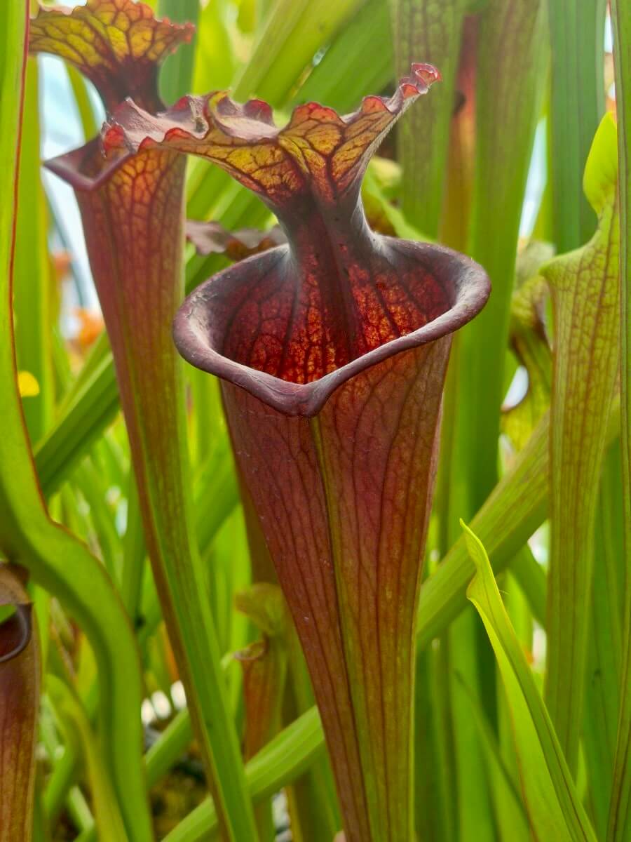 Sarracenia "Kou Sanglant", détail de l'opercule finement veiné rouge