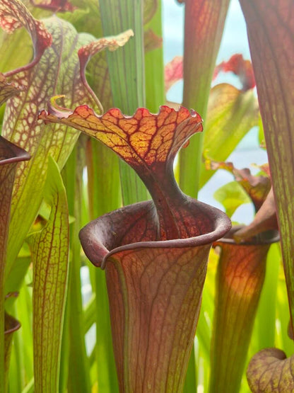 Sarracenia "Kou Sanglant" cultivé en pot, plante carnivore en Sologne