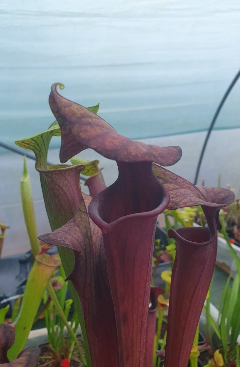 Sarracenia 'Laughing Wizard' (précommande)