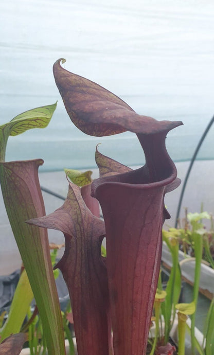 Sarracenia 'Laughing Wizard' (précommande)