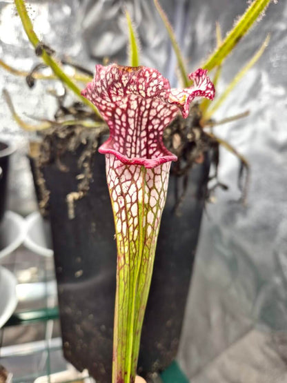 Sarracenia "Like" (CDS163)
