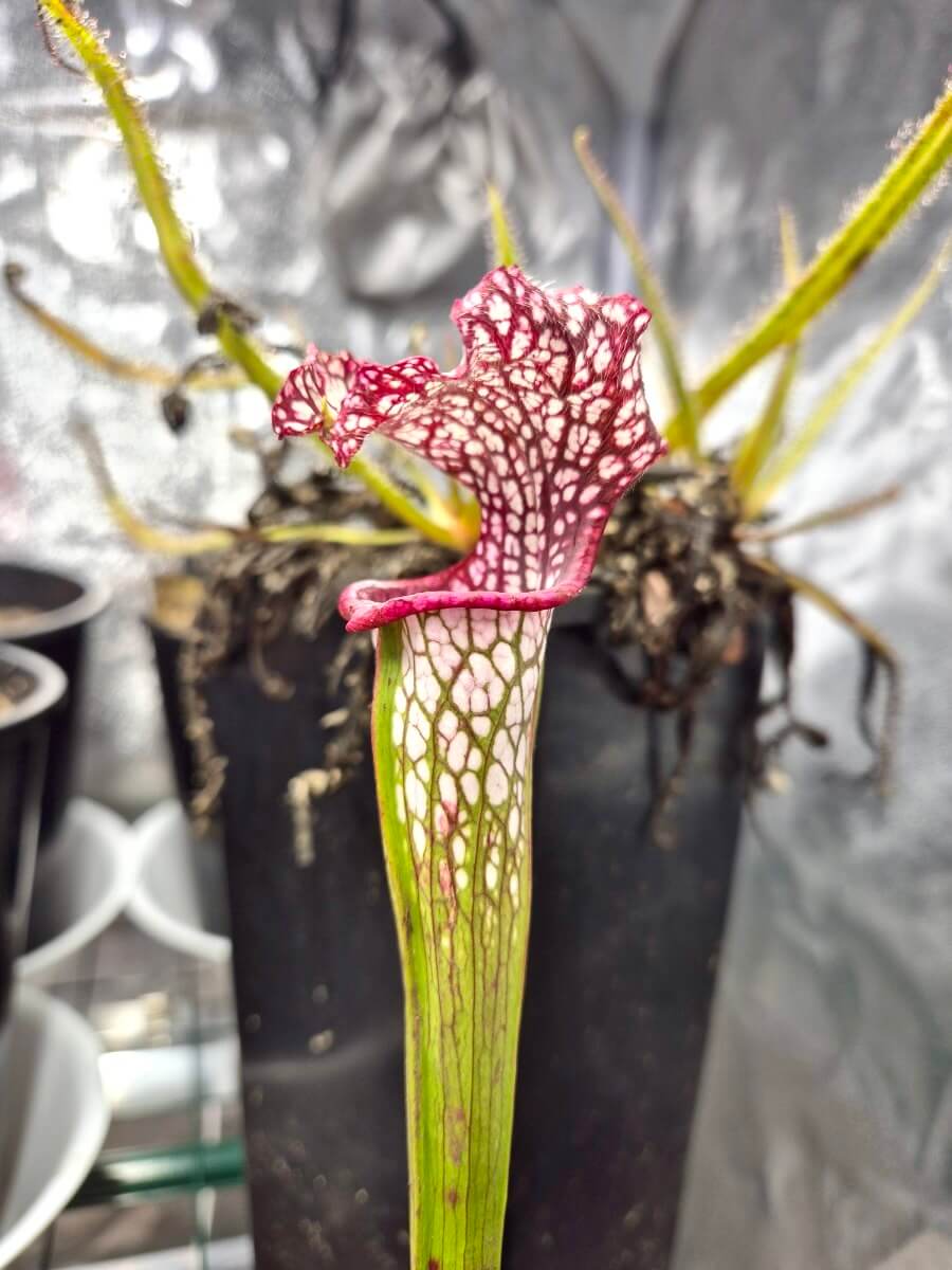 Sarracenia "Like" (CDS163)