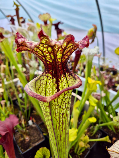 Sarracenia 'Lynda Butt' (H10MK)
