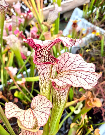 Sarracenia "Vanilla Opal" CDS29