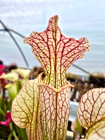 Sarracenia "Vanilla Opal" CDS29