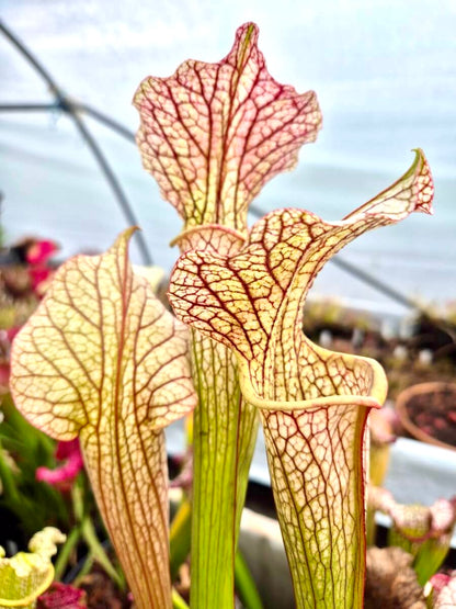 Sarracenia "Vanilla Opal" CDS29