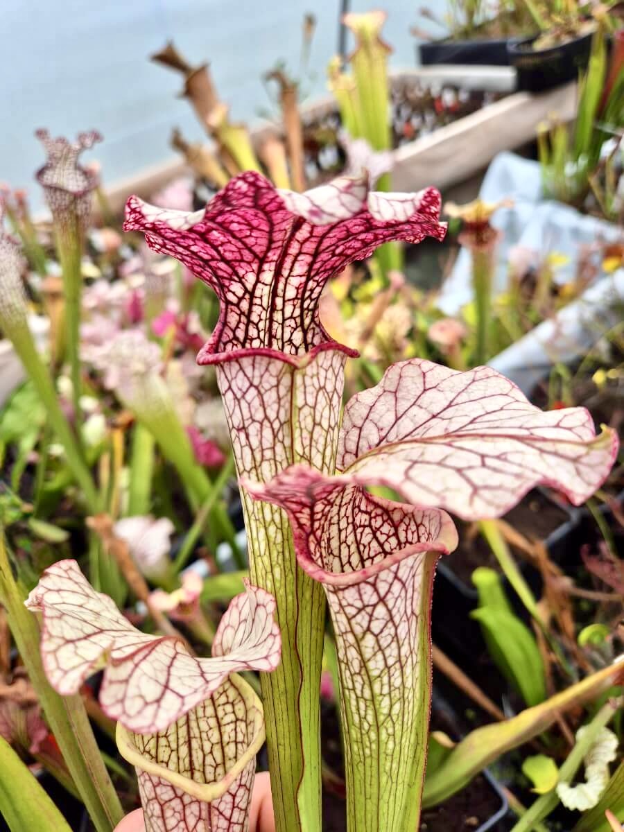 Sarracenia "Vanilla Opal" CDS29