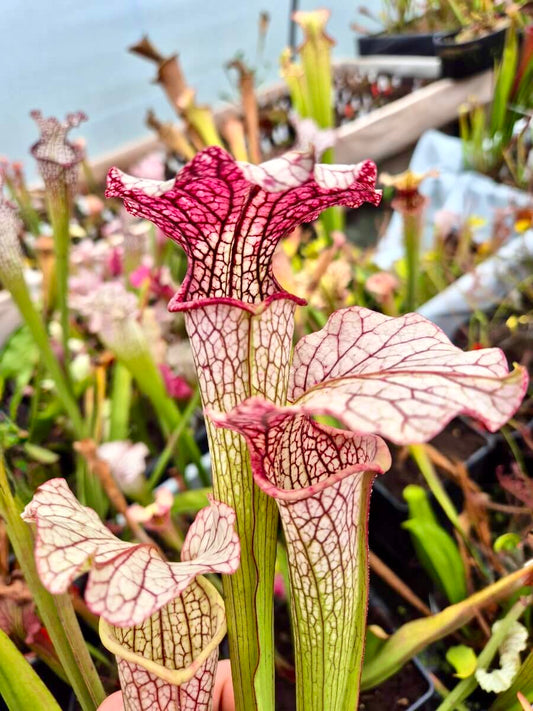 Sarracenia "Vanilla Opal" CDS29