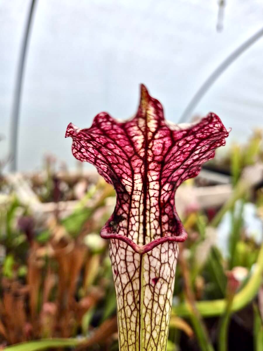 Sarracenia "Vanilla Opal" CDS29