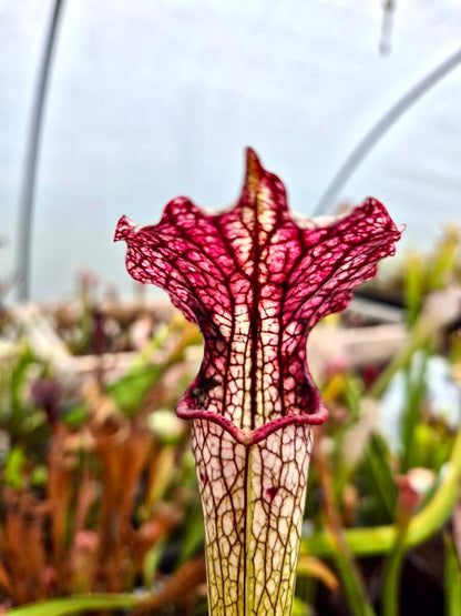 Sarracenia "Vanilla Opal" CDS29