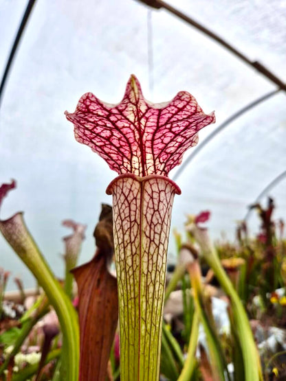 Sarracenia "Vanilla Opal" CDS29