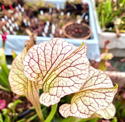 Sarracenia "Vanilla Opal" CDS29