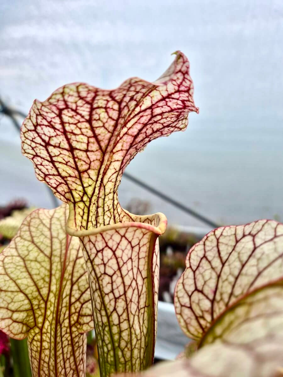 Sarracenia "Vanilla Opal" CDS29