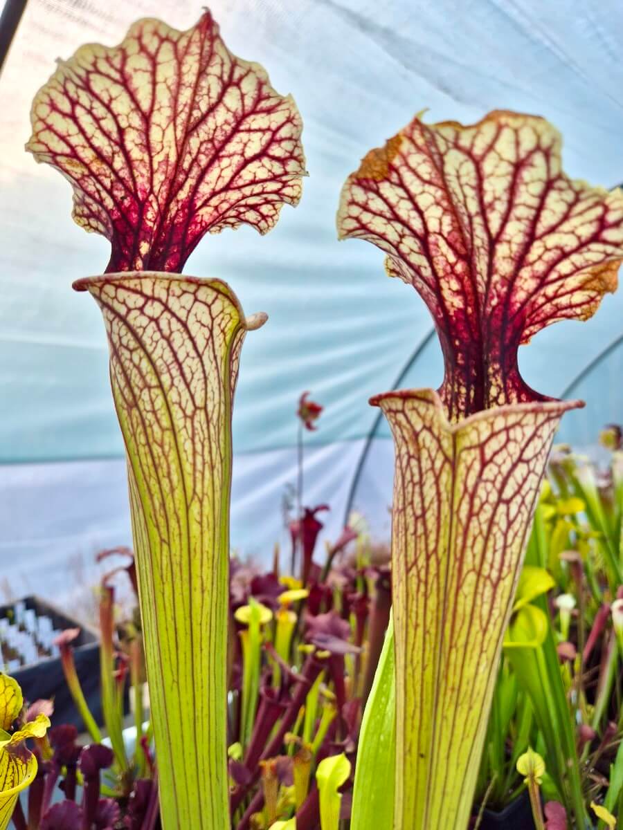 Sarracenia Pinkish Top H87 MK, urne au sommet rosé, Sarracenia rare de collection