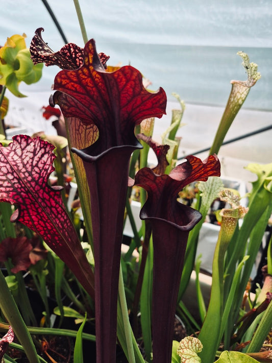 Sarracenia Prince of Darkness, urnes presque noires, Sarracenia rare et légendaire