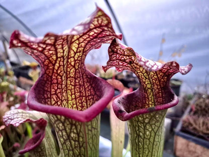 Sarracenia "Querehsha" CDS111