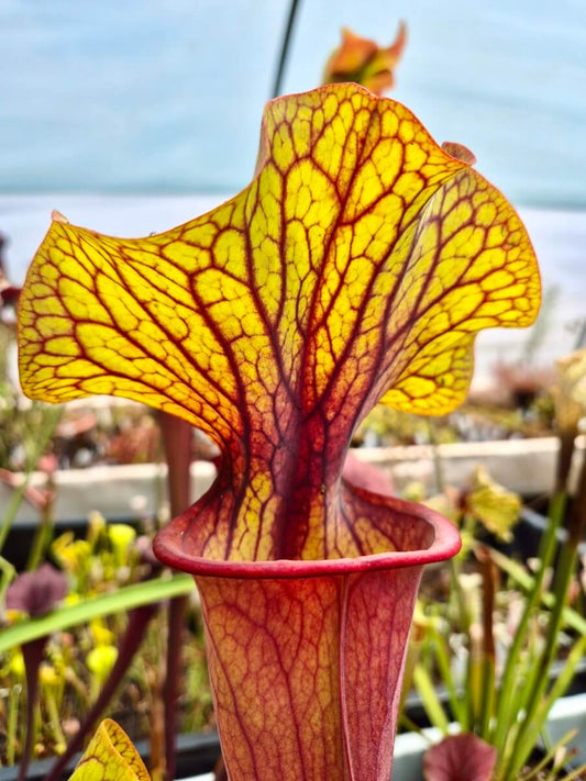 Sarracenia "Serengeti Sunset"