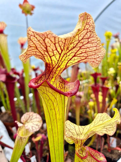 Sarracenia "Steel Panther"