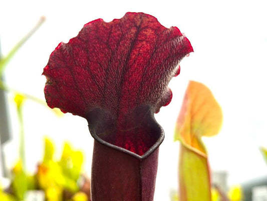 Sarracenia Thomas, urnes rouge sombre plante carnivore de collection
