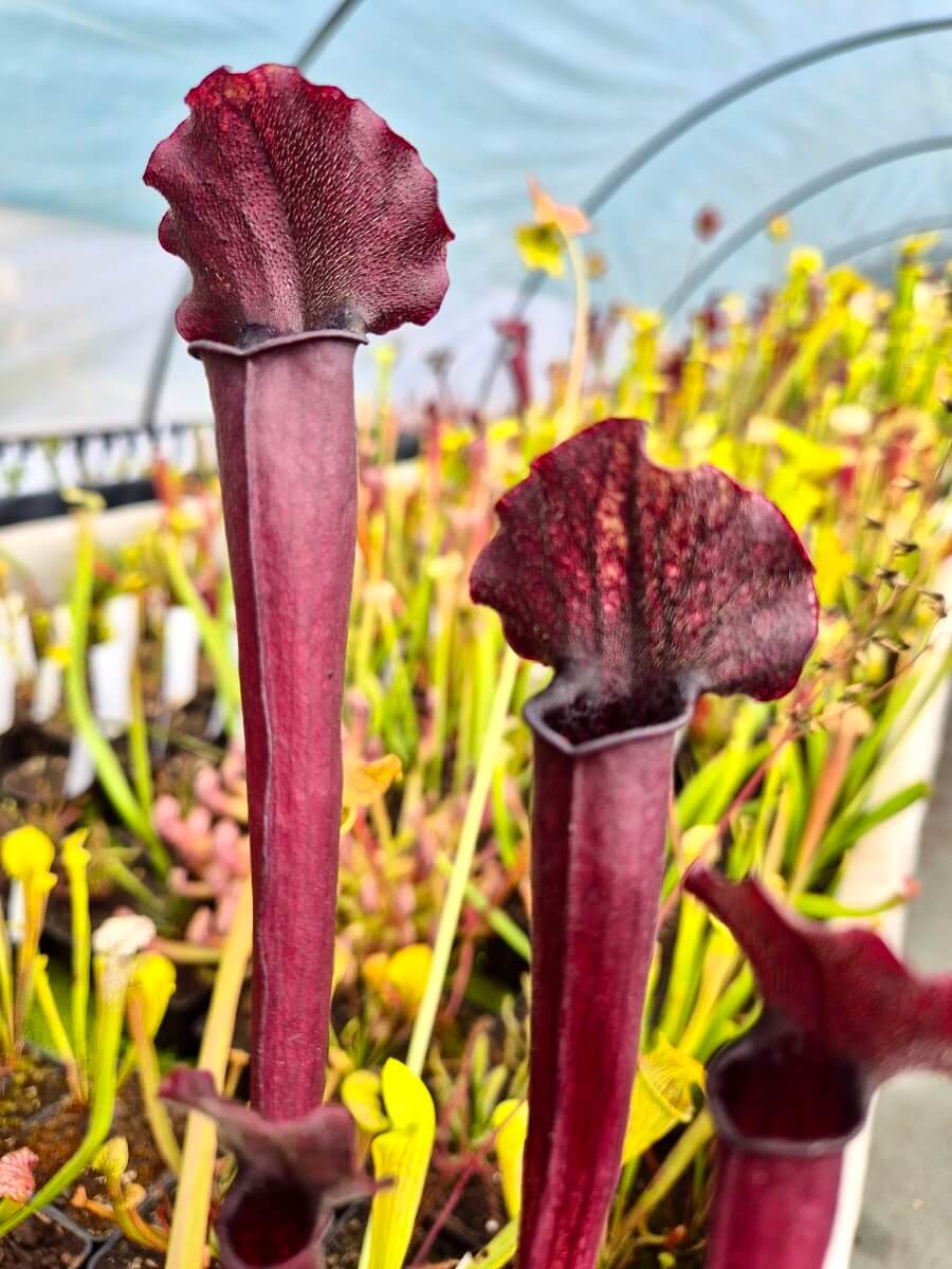 Sarracenia "Thomas" cultivé en pot, plante carnivore en Sologne