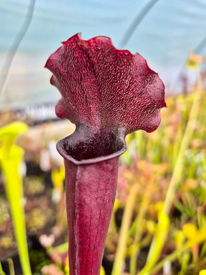 Sarracenia "Thomas", détail de l'urne et de son opercule
