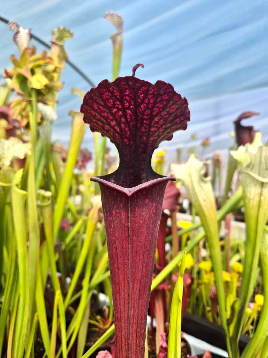 Sarracenia 'Vintner's Treasure'