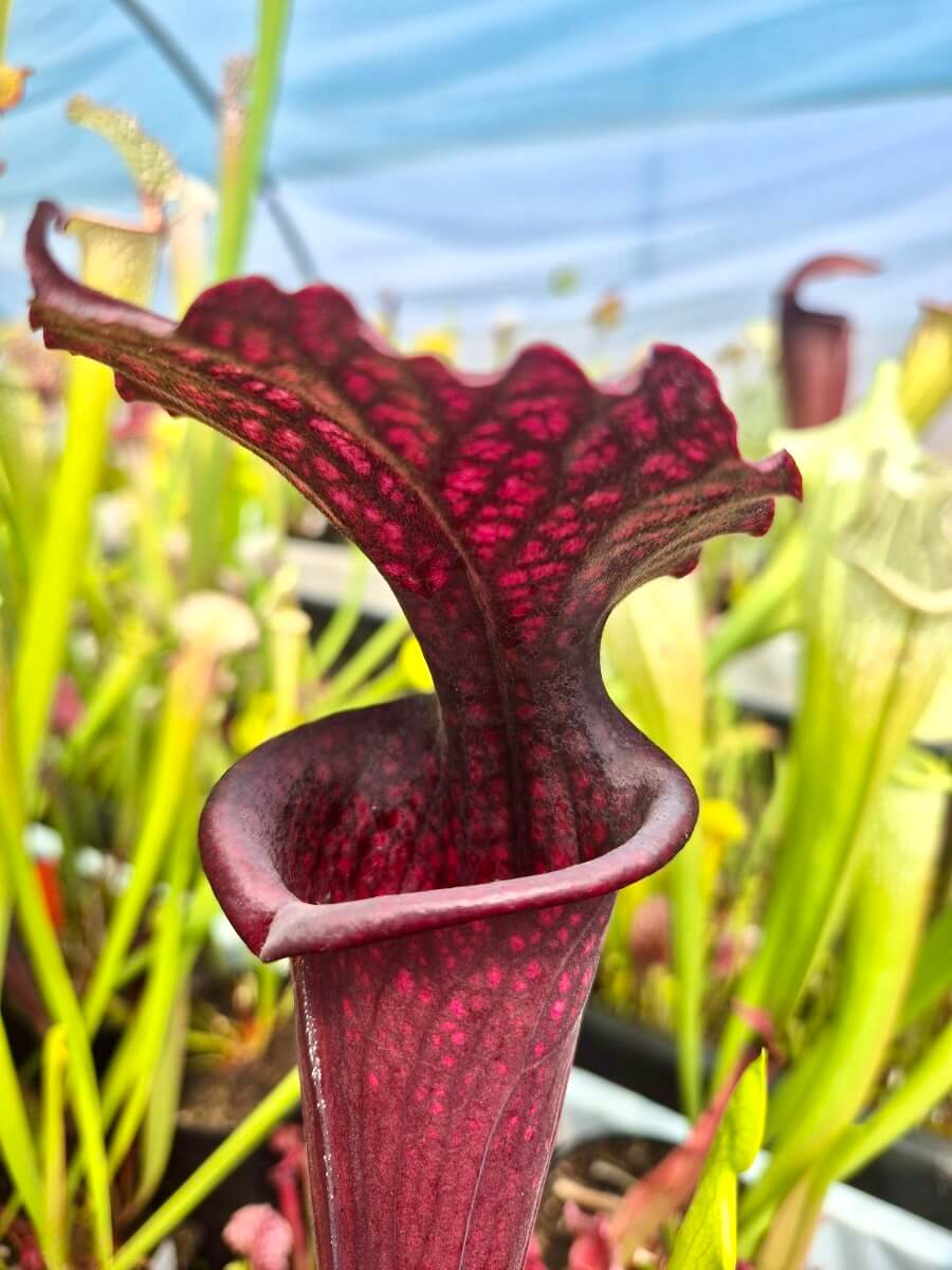 Sarracenia 'Vintner's Treasure'