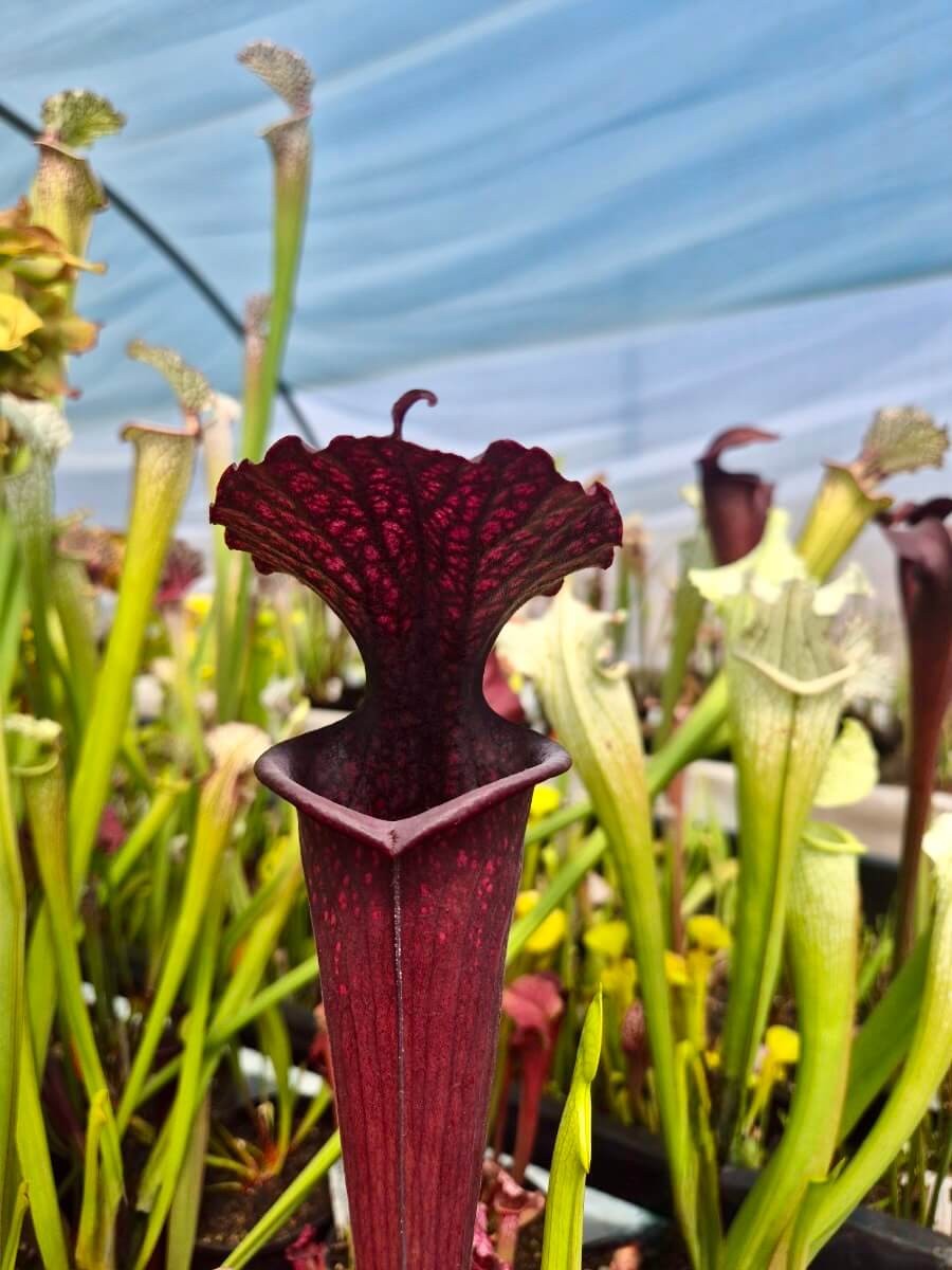 Sarracenia Vintner's Treasure, urne pourpre profond, Sarracenia rare de collection