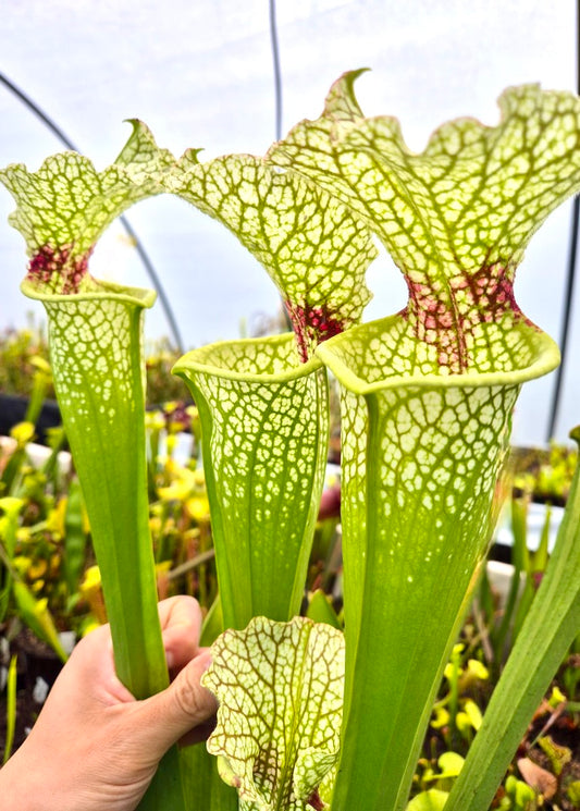 Sarracenia 'Wilkerson's White Knight' North Walton Country, Florida (M.R. Sprouse)