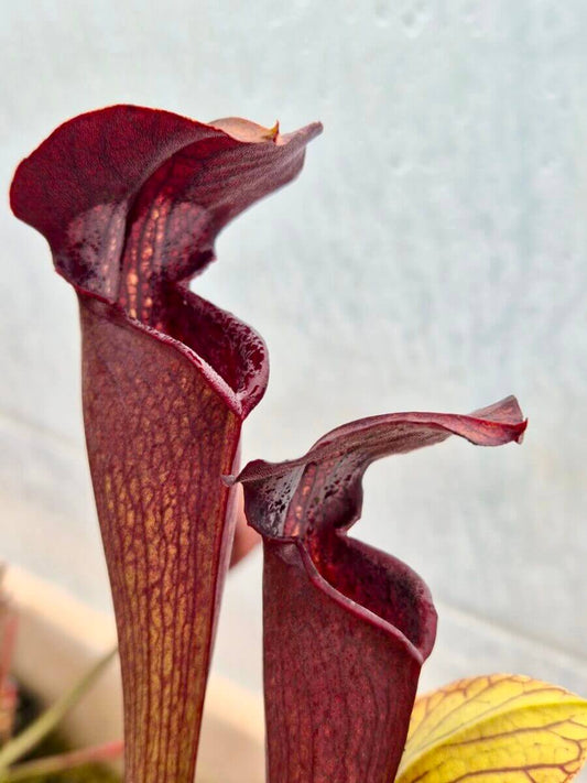 Sarracenia alata Dark Red Tube, urne au tube rouge sombre, Sarracenia rare