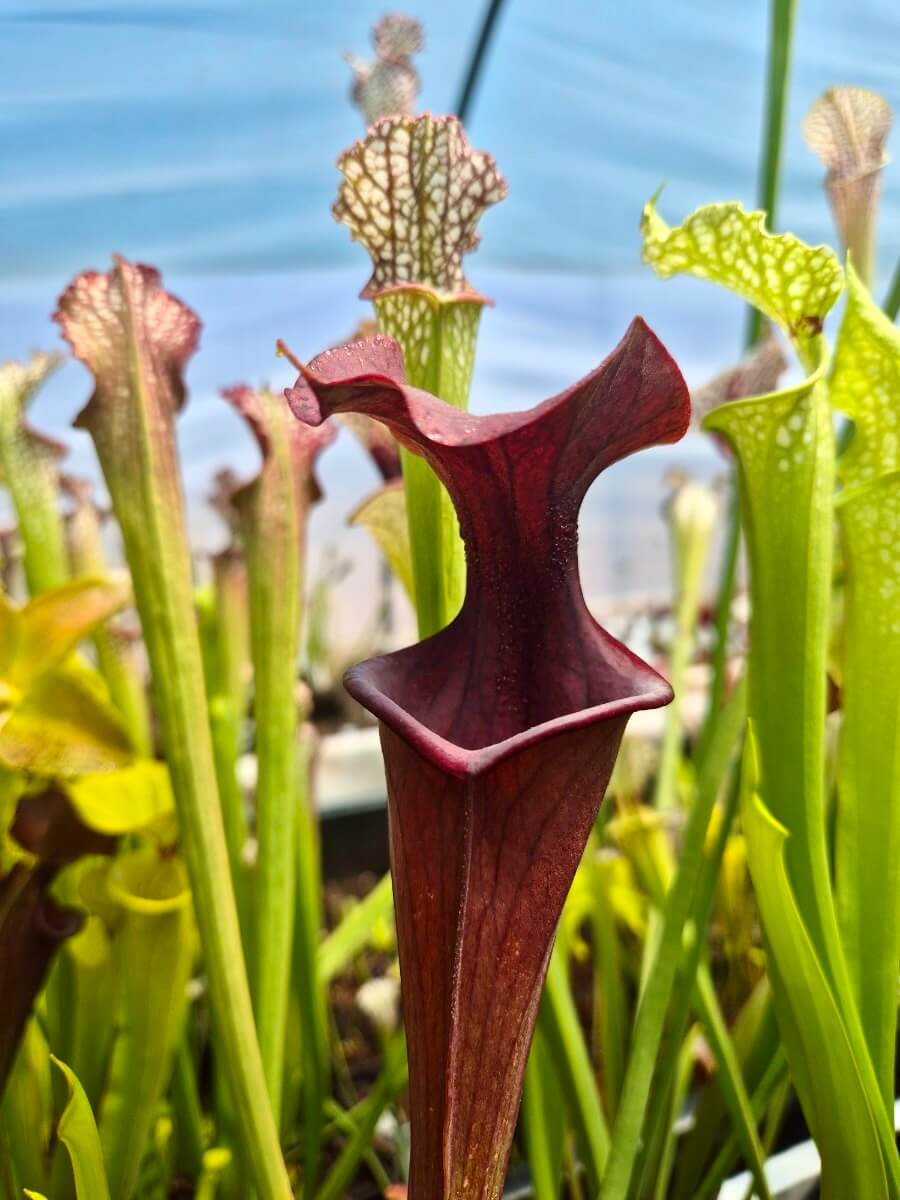 Sarracenia flava var. atropurpurea F28o MS, détail de la gorge rouge