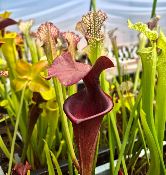 Sarracenia flava var. atropurpurea F28o MS, plante carnivore de collection