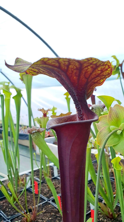 Sarracenia flava var. rubricorpora, urne rouge sombre veinée, Sarracenia rare