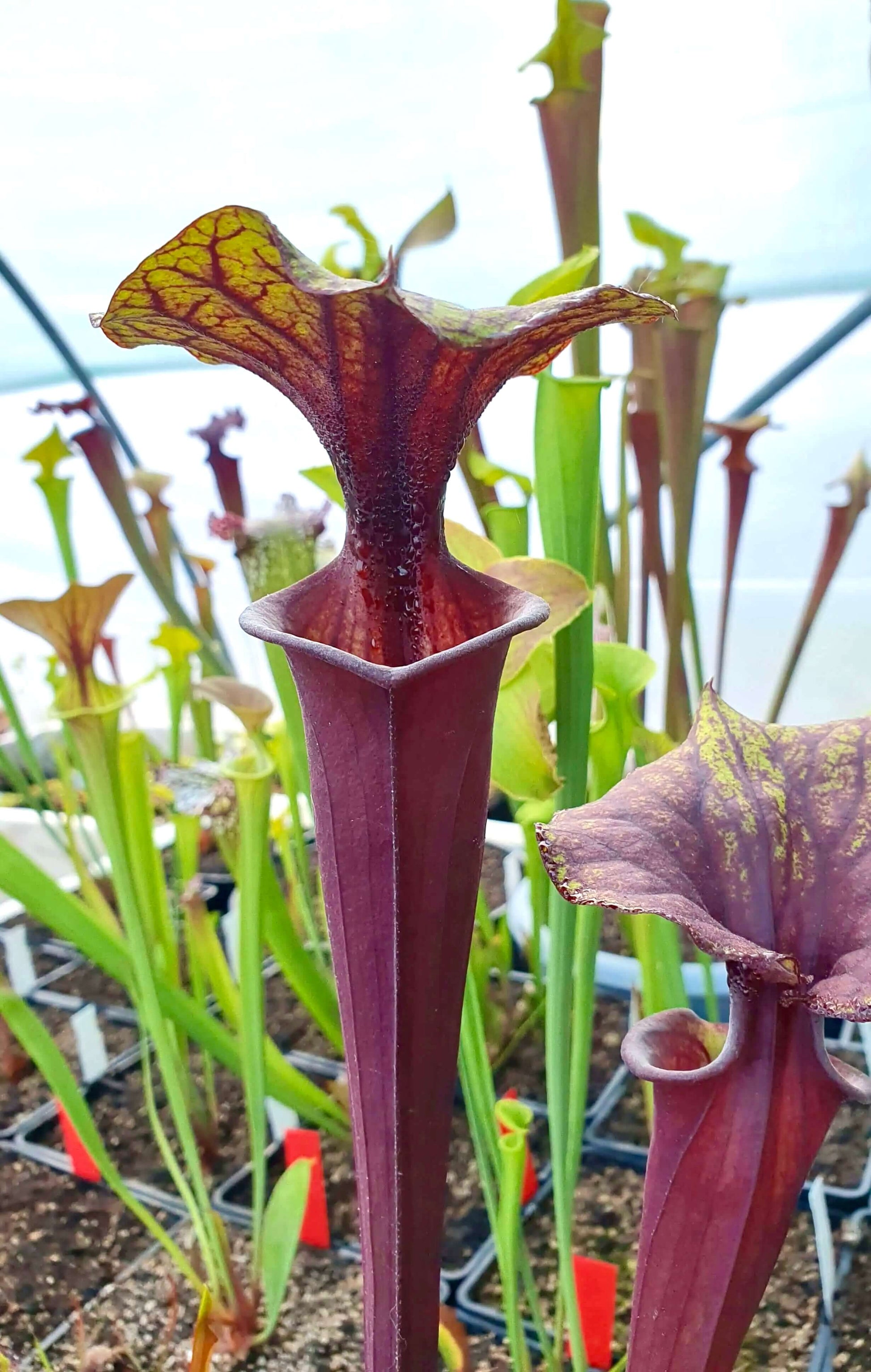 Sarracenia flava var. rubricorpora, détail des veines rouge sombre