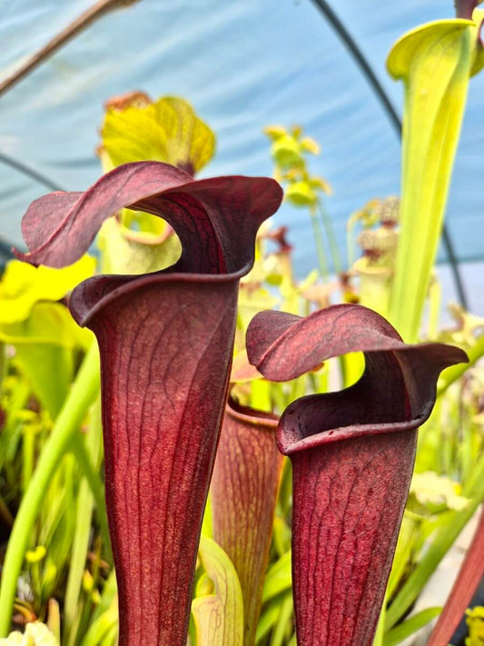 Sarracenia nigropurpurea, urne presque noire, Sarracenia rare et spectaculaire