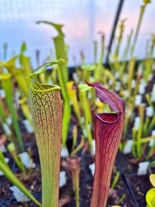 Sarracenia alata CARNIVORE DE SOLOGNE
