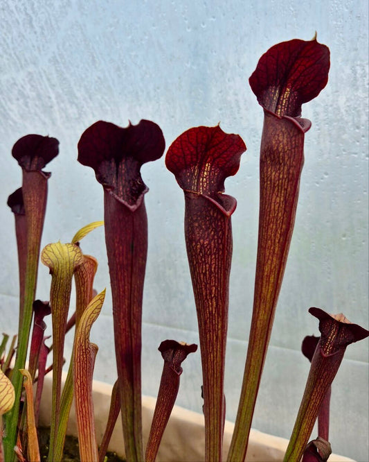 Sarracenia alata dark red tube, Desoto, West Louisiana
