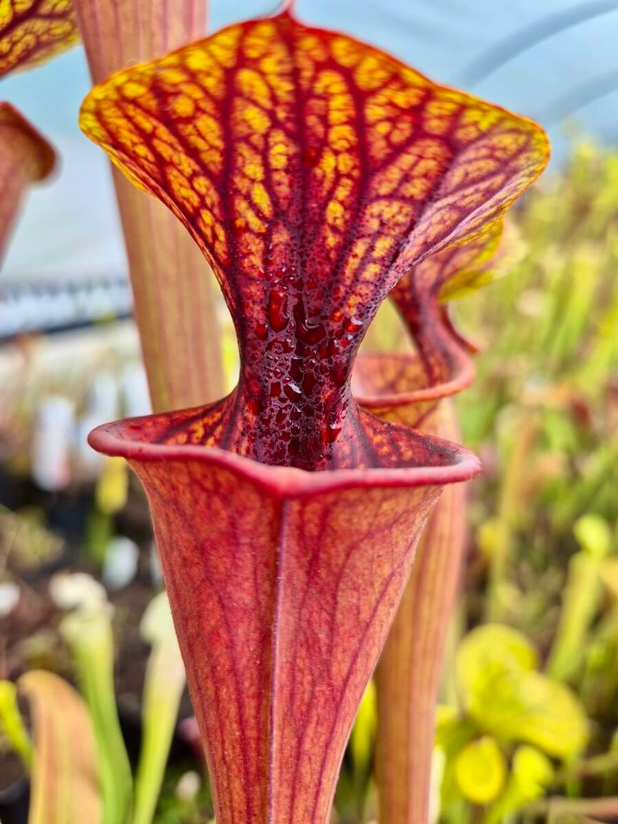Sarracenia flava var. atropurpurea AS97