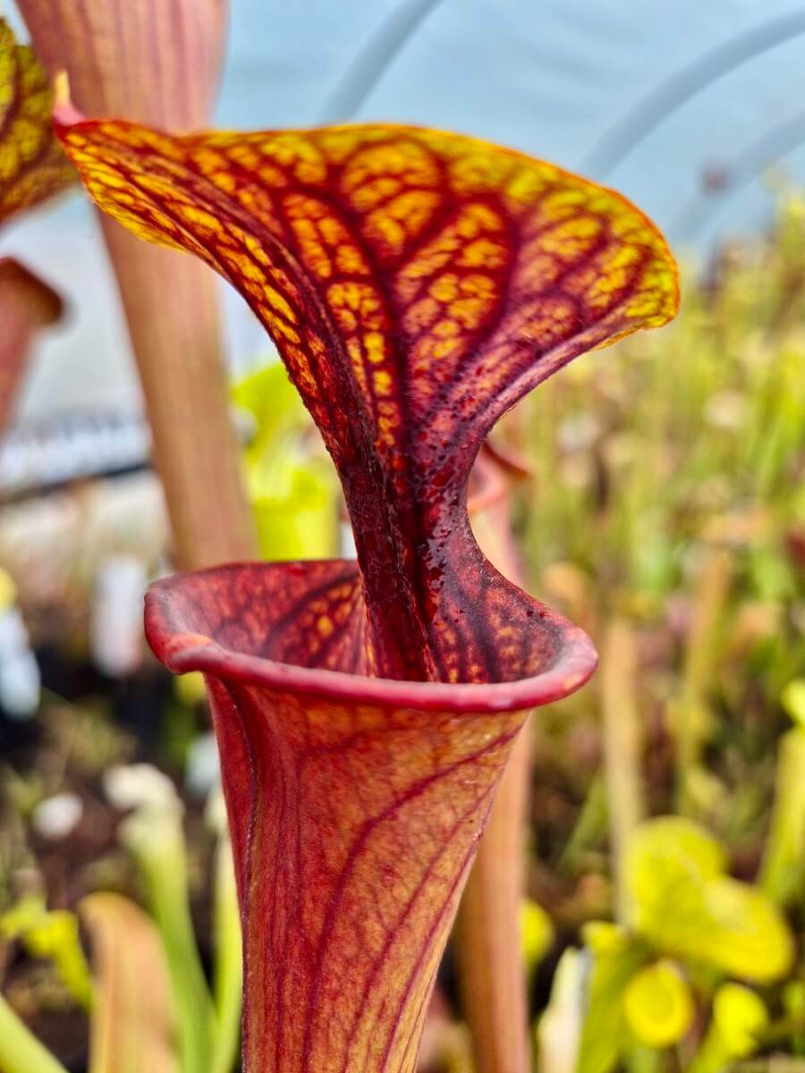 Sarracenia flava var. atropurpurea AS97