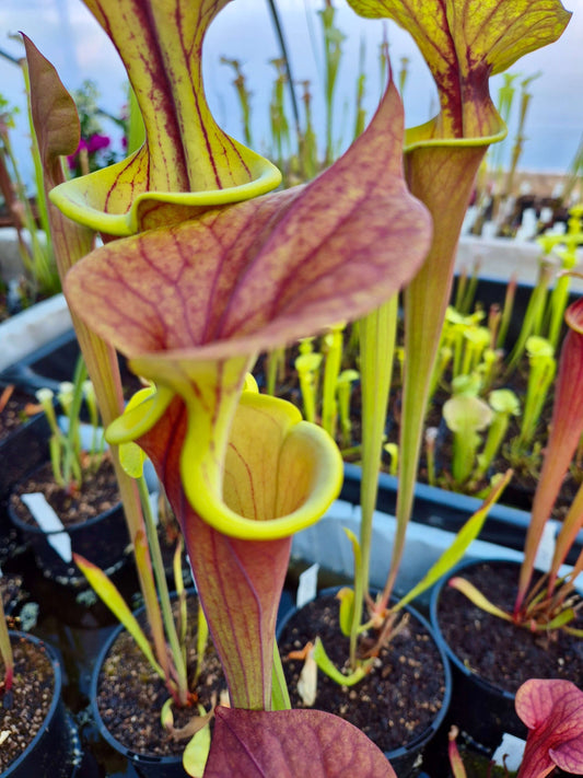 Sarracenia flava var. atropurpurea 'Waccamaw'